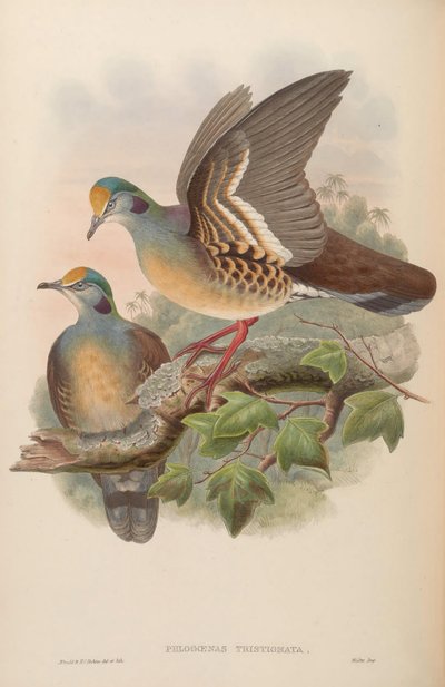 Phlogoenas tristigma by John Gould